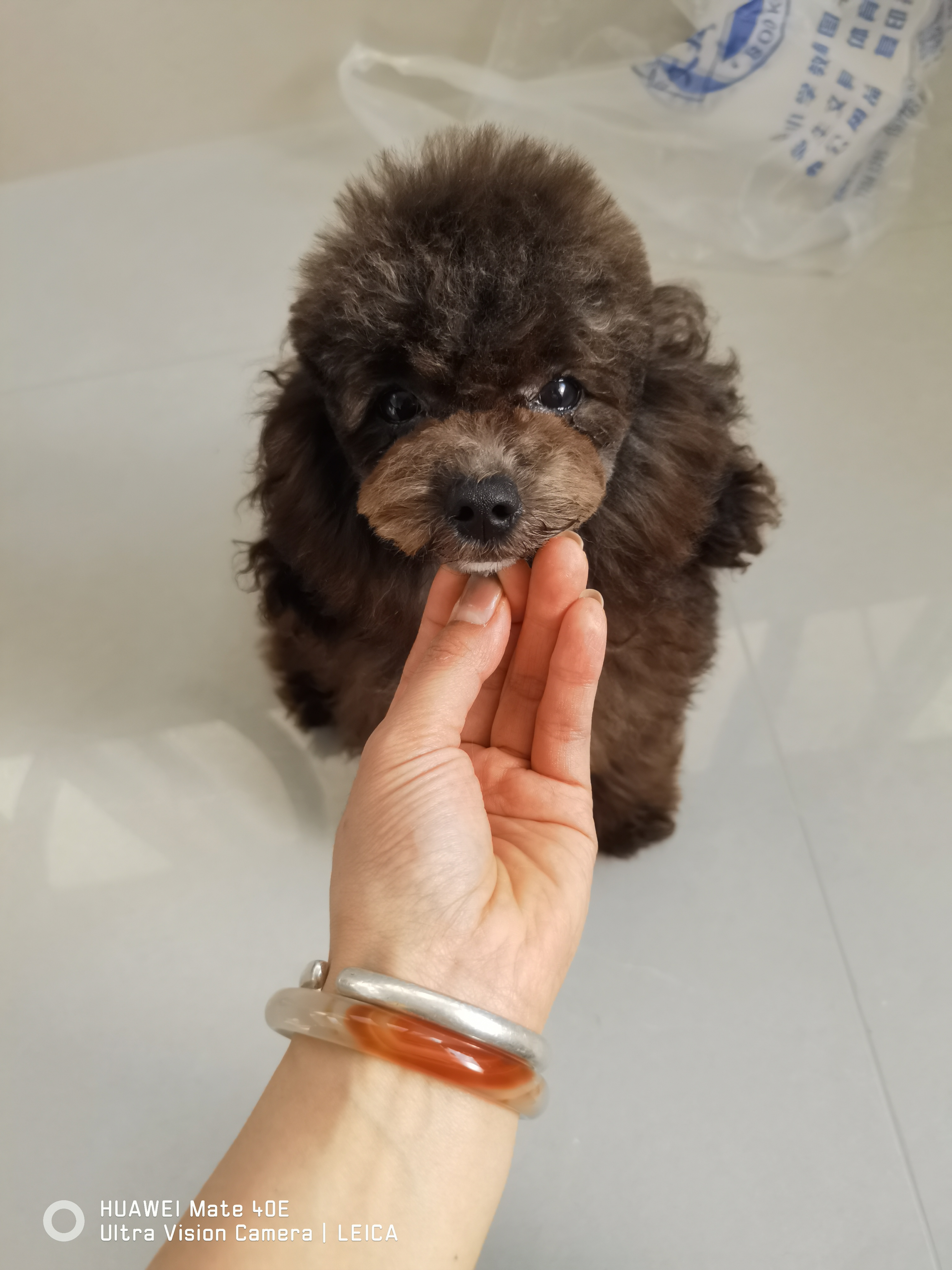 灰泰迪幼犬 母 可爱粘人